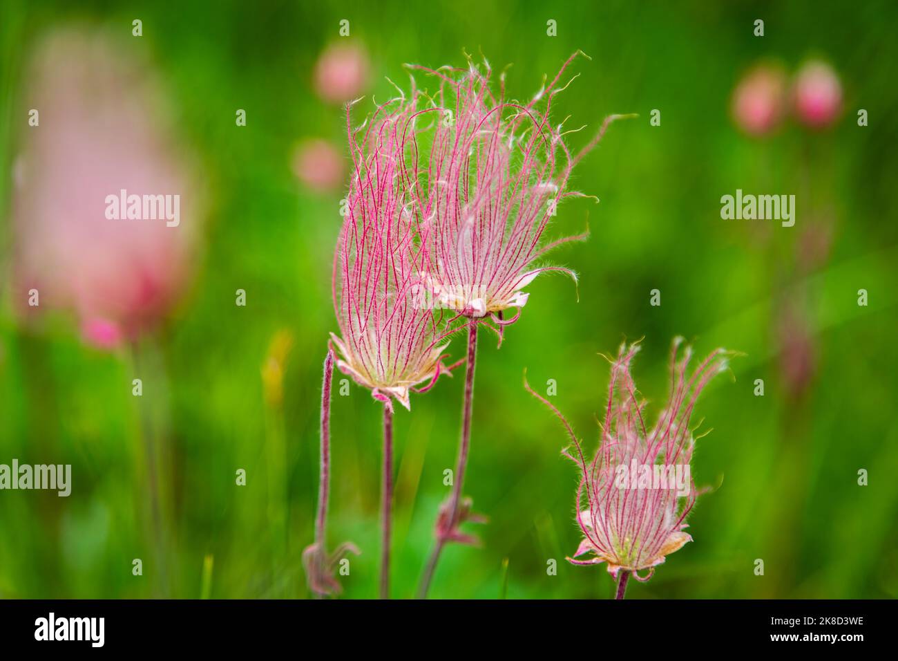 Rauchender Rauch. Das ist keine Blume! Es ist der Fruchtkörper, der sich entwickelt, nachdem die Blume bestäubt wurde. Die Blume biegt ihr Gesicht nach unten, aber af Stockfoto
