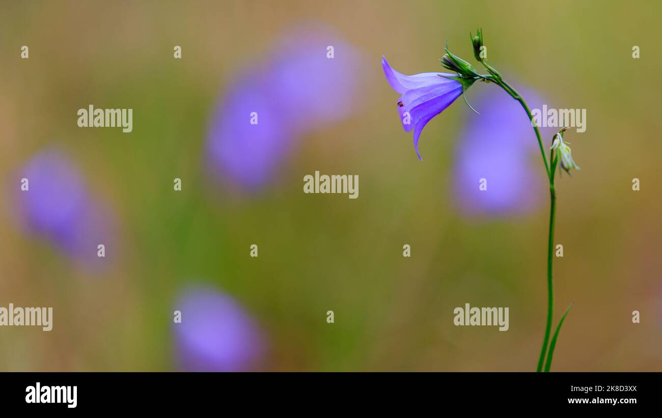 Bluebell blüht in den White Mountains von Arizona entlang der West Fork des Little Colorado River. Stockfoto