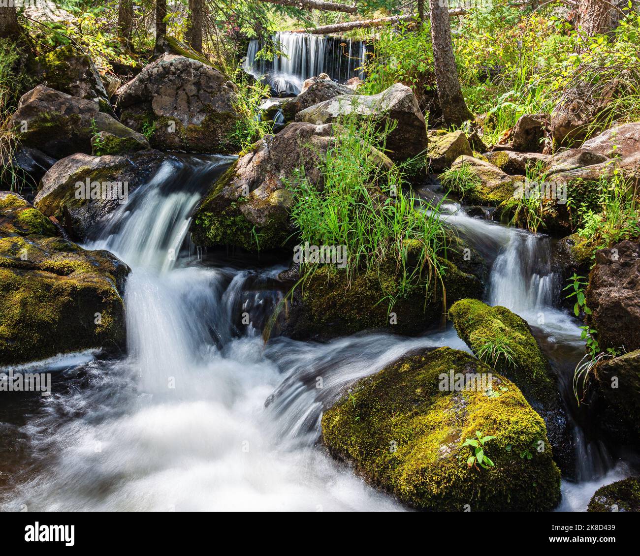 Eine grüne Nebenszene in den White Mountains von Arizona. Stockfoto