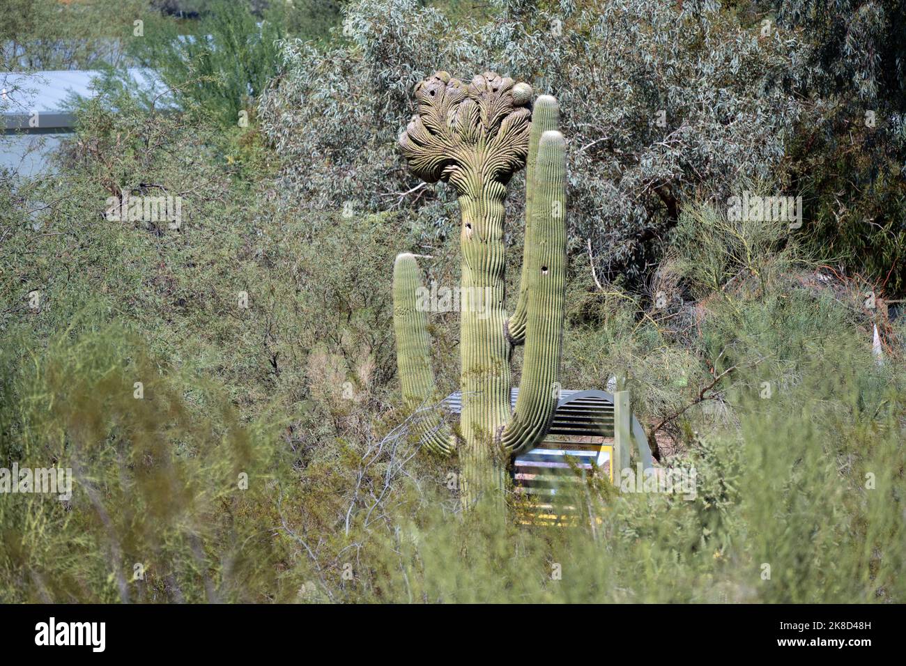 Ein Beispiel eines seltenen Crested Saguaro Stockfoto