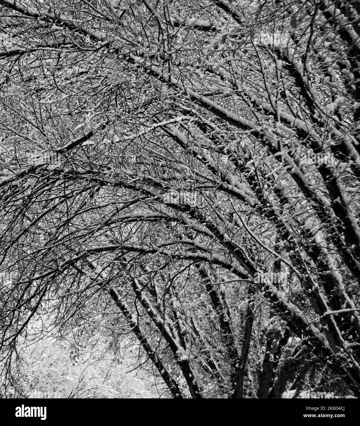 Schwarz-weiße Bäume Calgary Alberta Stockfoto