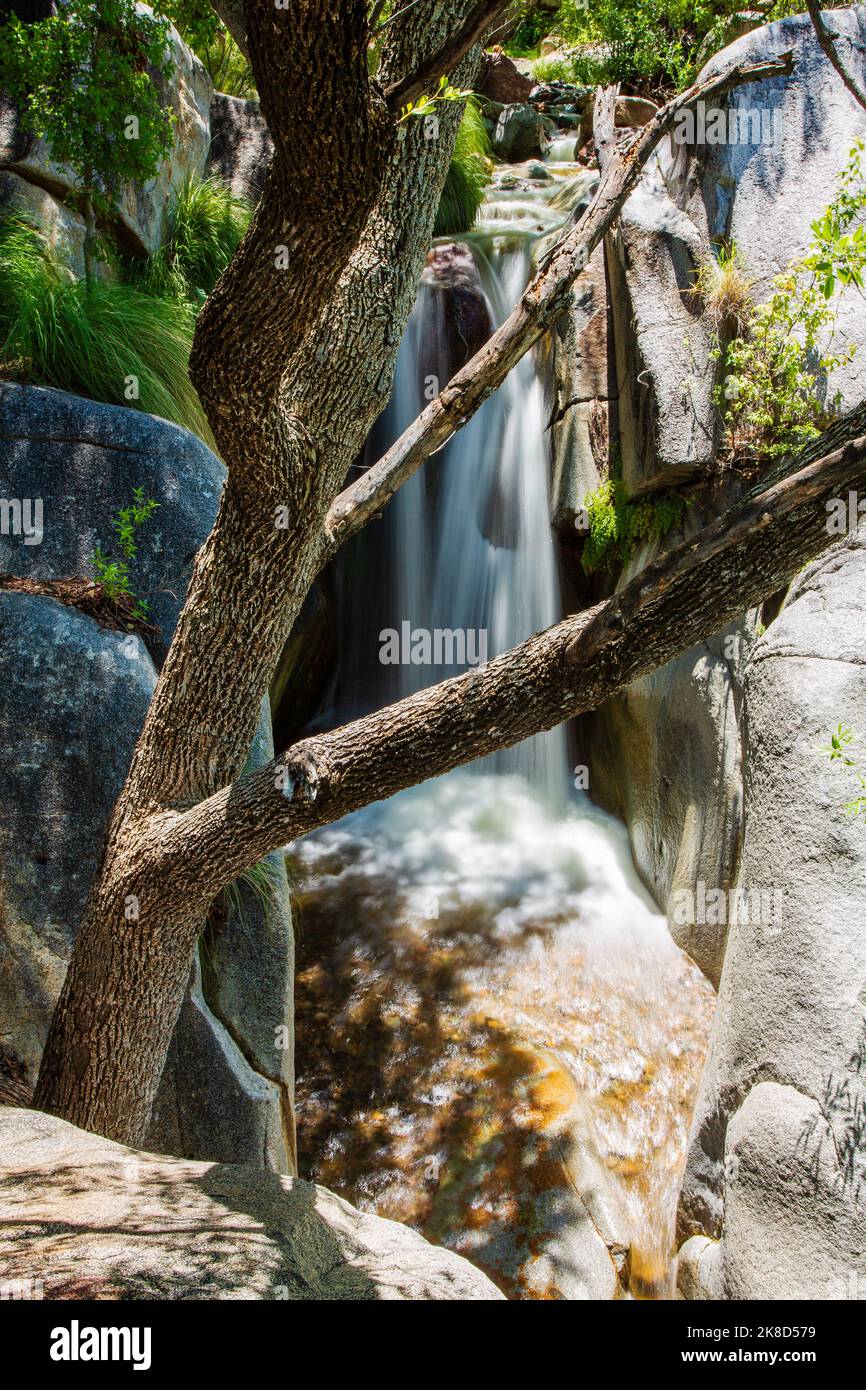 Madera Falls bildet eine elegante fächerähnliche Form, wenn der Wasserstand genau richtig ist. Madera Canyon in den Santa Rita Bergen in der Nähe von Green Valley, AZ. Stockfoto