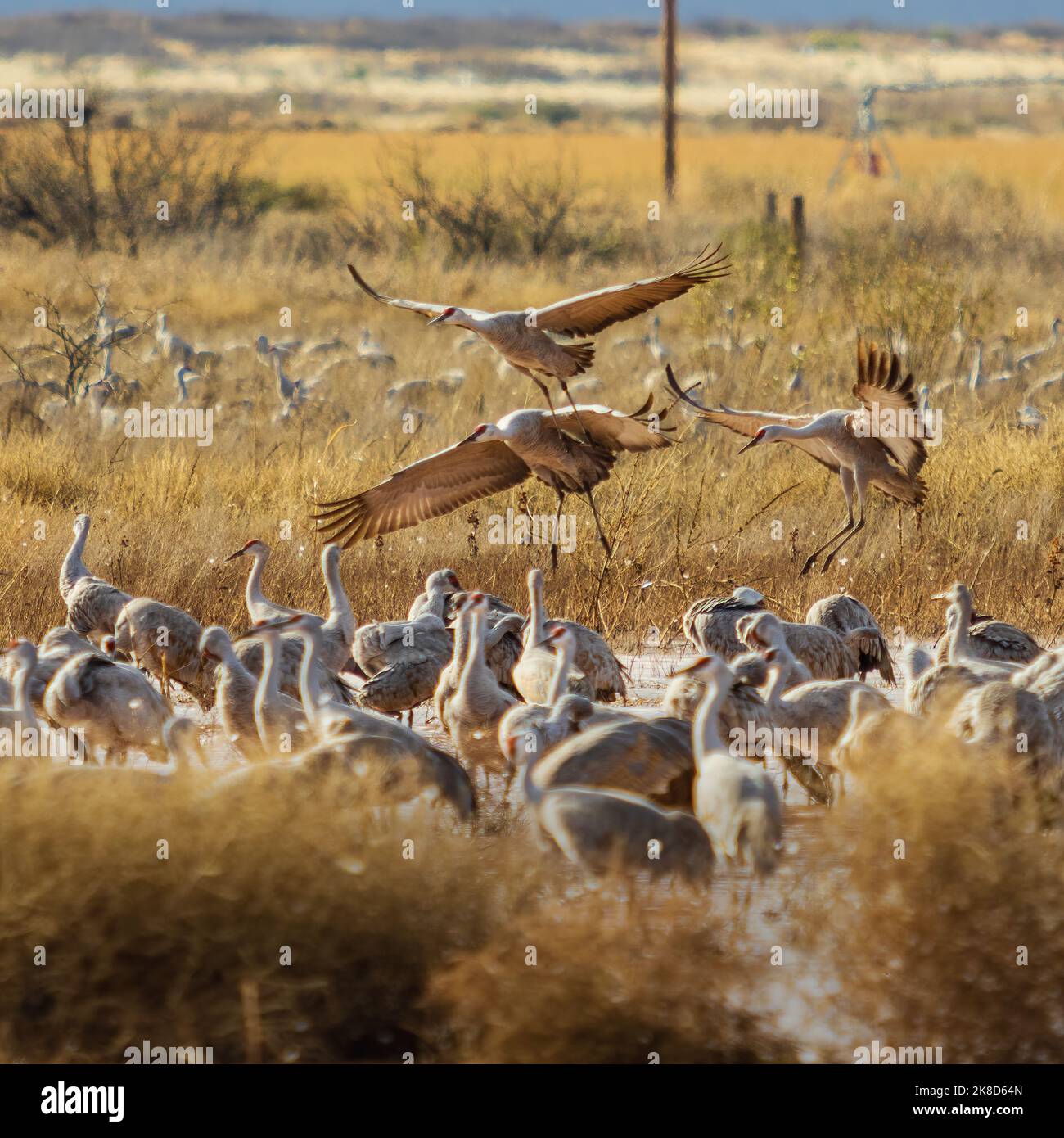 Sandhill-Kraniche kehren nach der Fütterung auf nahegelegenen Feldern zum Wildwasser-Draw zurück. In der Nähe von McNeal, Arizona. Stockfoto