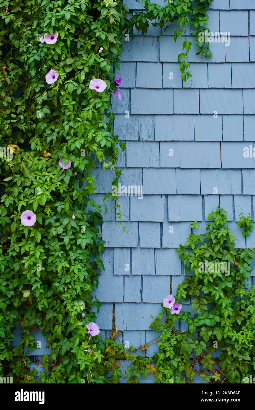 Direkt auf der Ansicht von kleinen lila Blüten auf einer grünen Rebe, die organisch an einer Wand mit blauen Gürtelrose wächst. Stockfoto