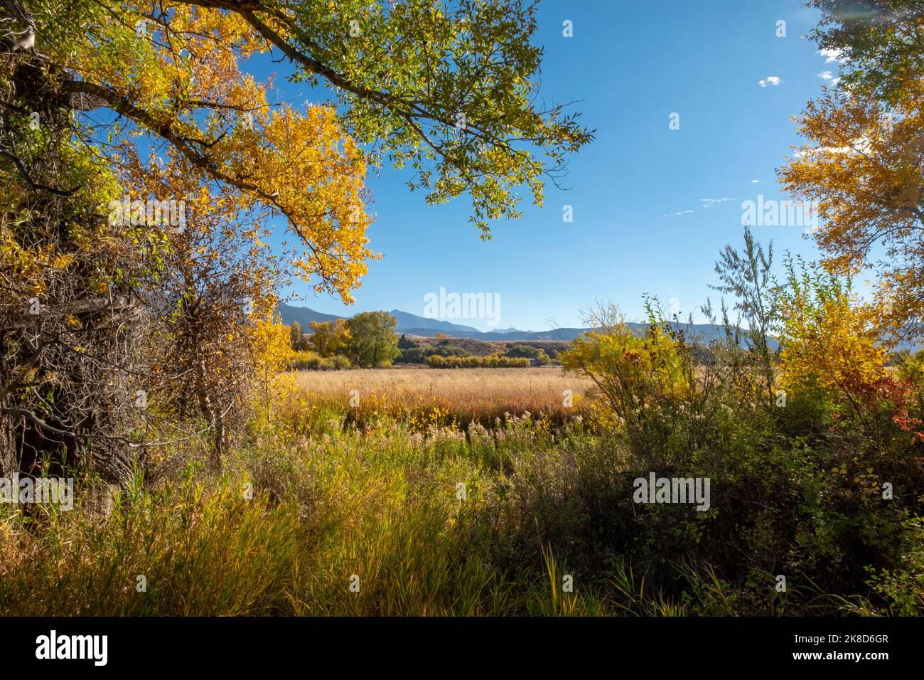 Livingston, Montana, leuchtend gelbe Blätter im Oktober entlang des Yellowstone River, strahlend blauer Himmel Stockfoto