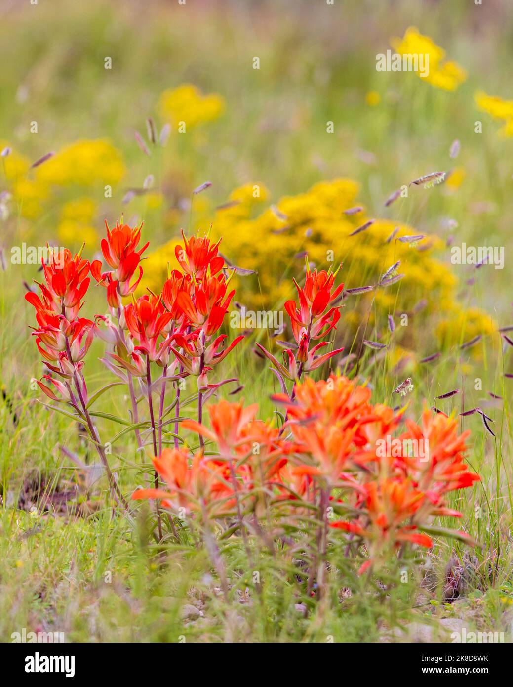 Leuchtend roter indischer Pinsel, der inmitten von Gräsern und gelben Blumen wächst. Stockfoto