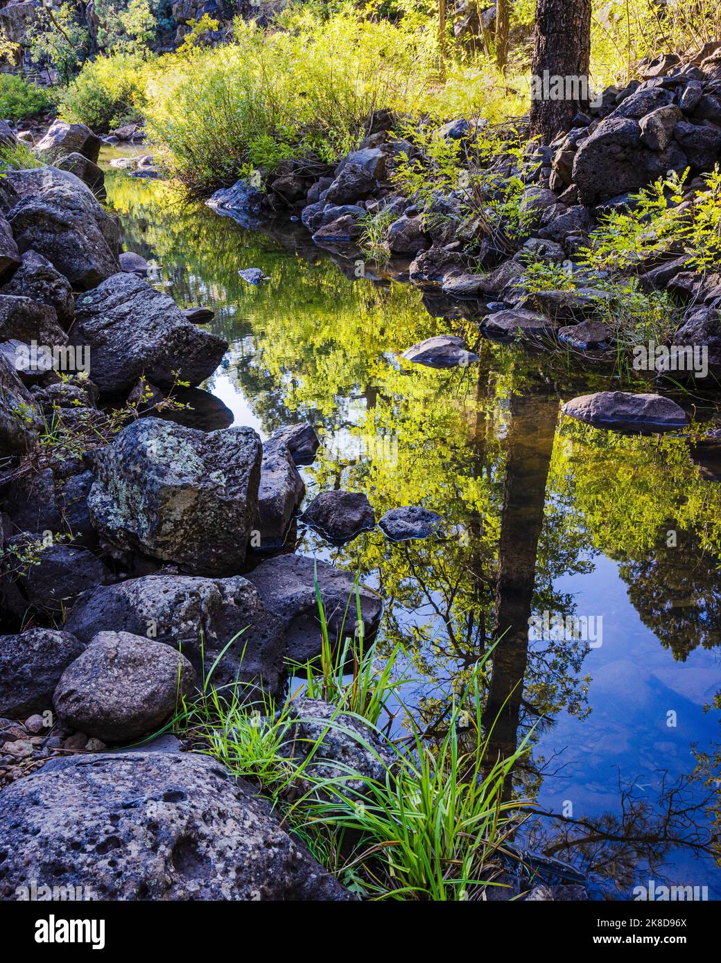 Ein reflektierender Pool entlang Billy Creek auf dem Moonridge Trail in Pinetop-Lakeside, Arizona. Stockfoto