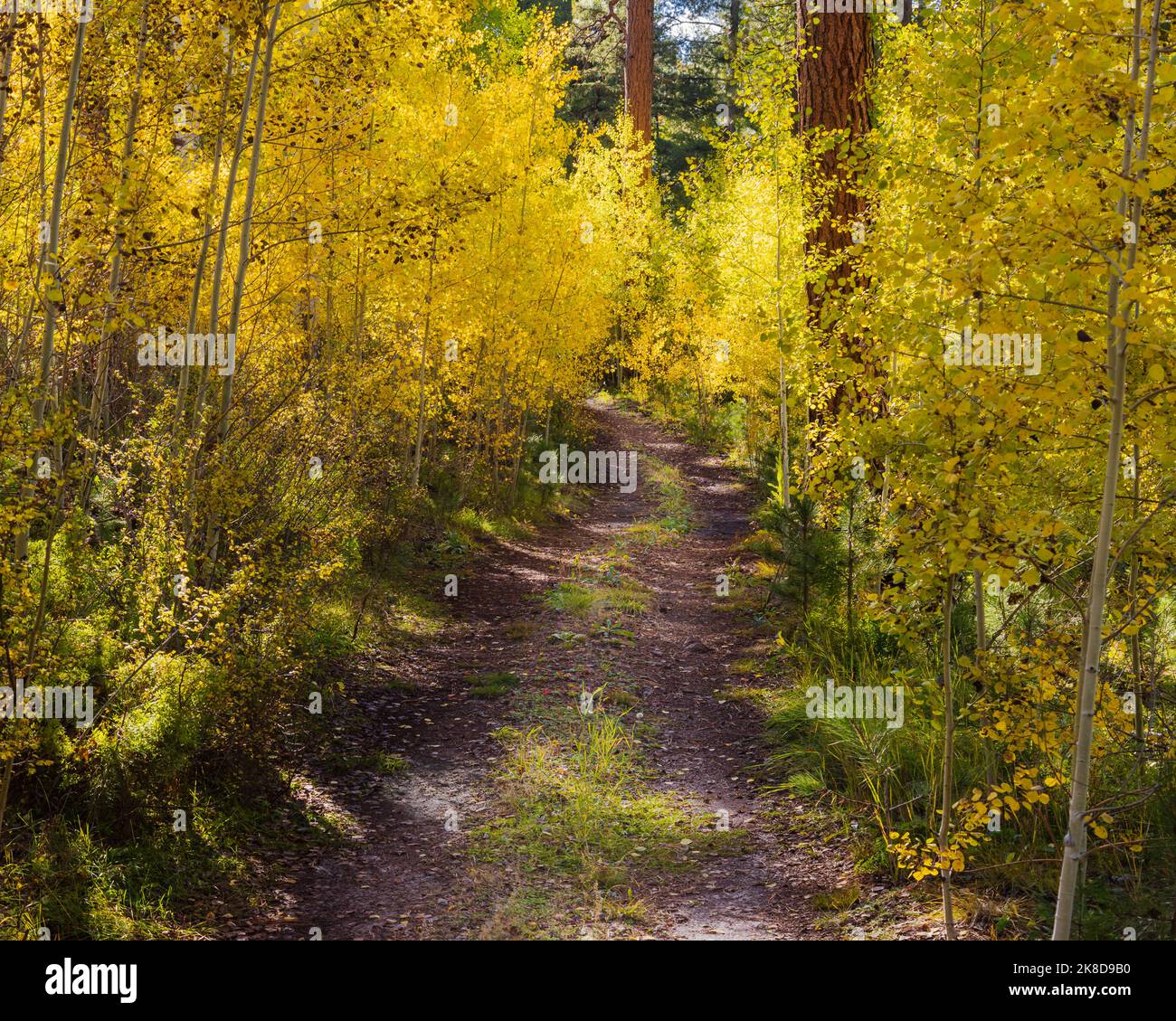 Ein Pfad rundet die Ecke in diesem lebendigen Herbstwald. White Mountains in Arizona. Stockfoto