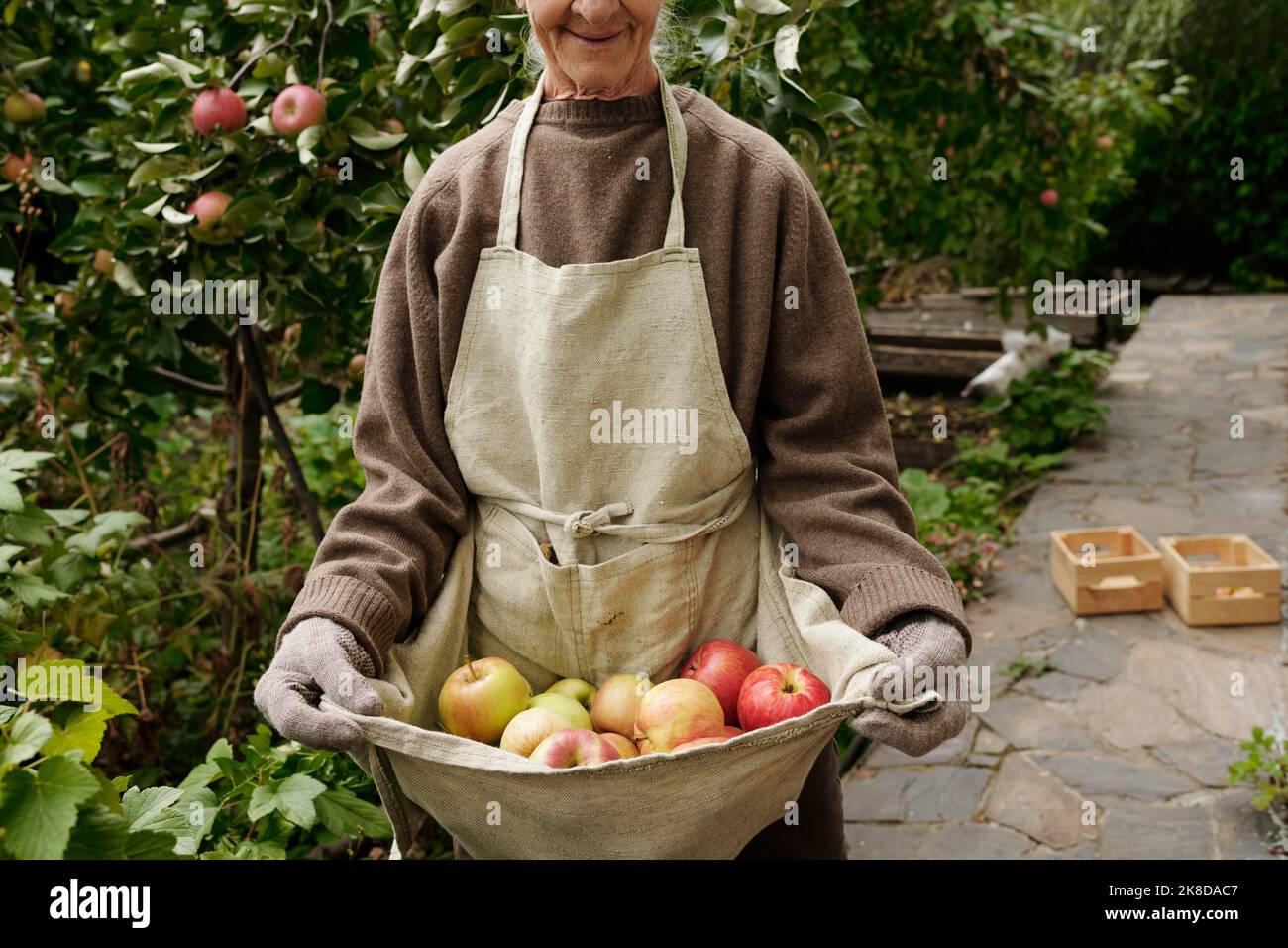 Ein Teil einer älteren Frau im Pullover und Handschuhe, die einen Haufen reifer Äpfel in der Schürze hielten, während sie vor der Kamera im Garten beim Sommerhaus stand Stockfoto