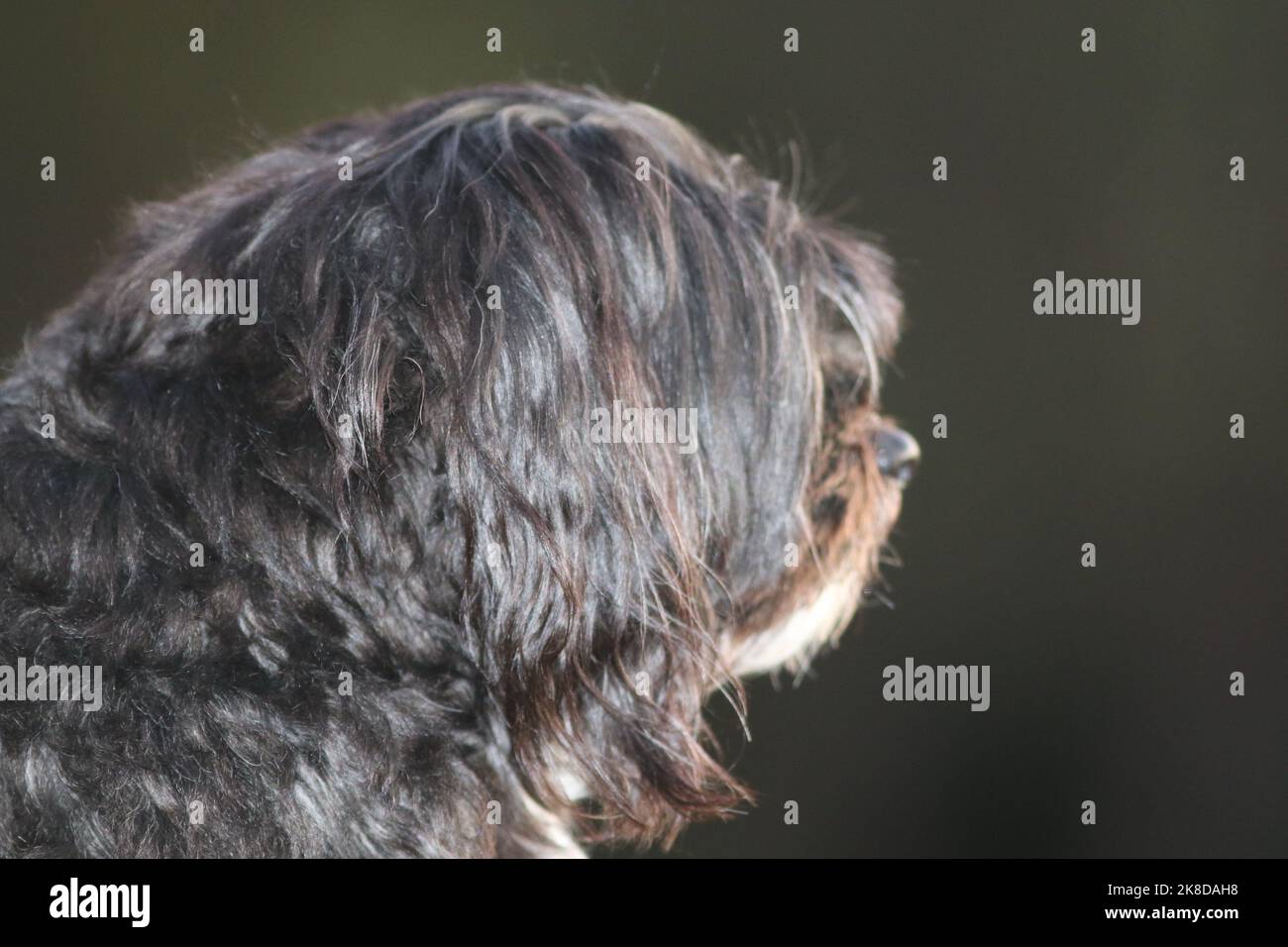 Sooty der schwarz-weiße maltesische Kreuzpudelhund schaut von der Kamera weg und in die Ferne Stockfoto