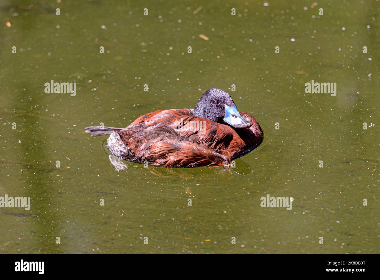 Blauschnabelente, mit eingezogenem Hals in ihren Körper Stockfoto