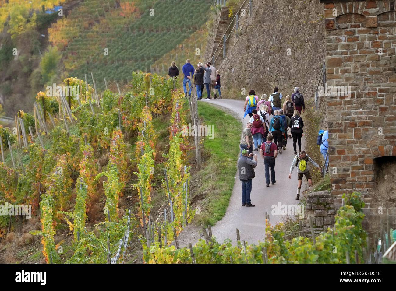 Dernau, Deutschland. 22. Oktober 2022. Wanderer wandern durch die Weinberge  oberhalb des Dorfes. Nach der Ahrflut mit mindestens 134 Toten im Juli 2021  blüht der Wandertourismus im Flusstal wieder auf - und