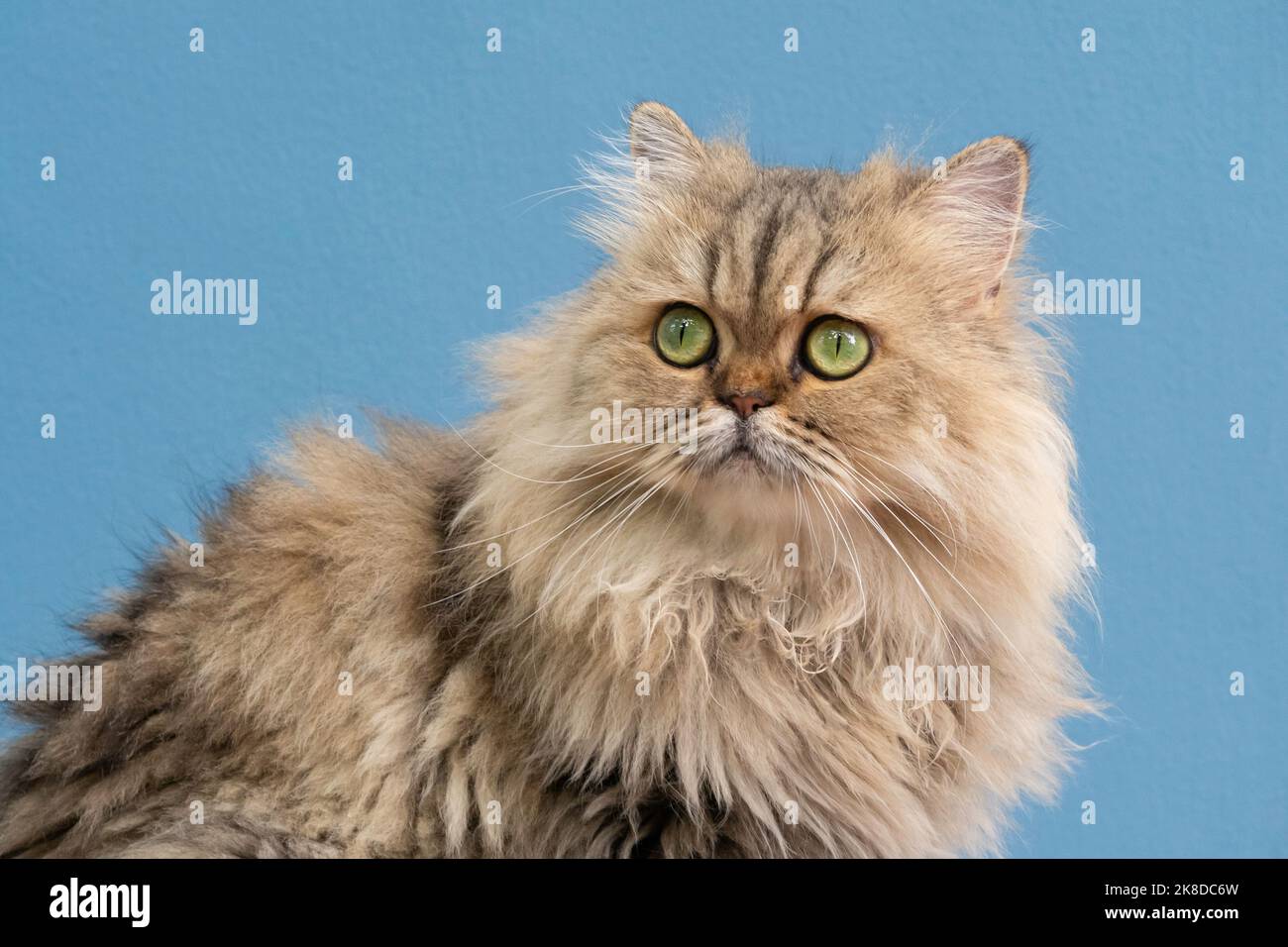 britische Langhaar-Chinchilla perserkatze, die zur Seite schaut. Stockfoto