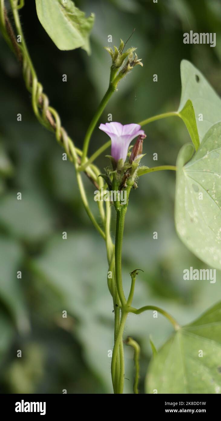 Ipomoea triloba auch bekannt als kleine Glocke, drei gelappte