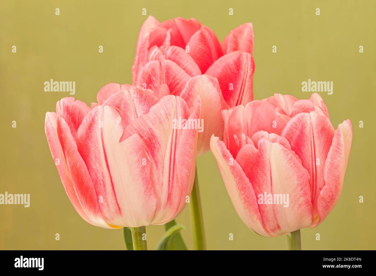 Tulipa 'Foxtrot', Rosa Doppeltulip Stockfoto
