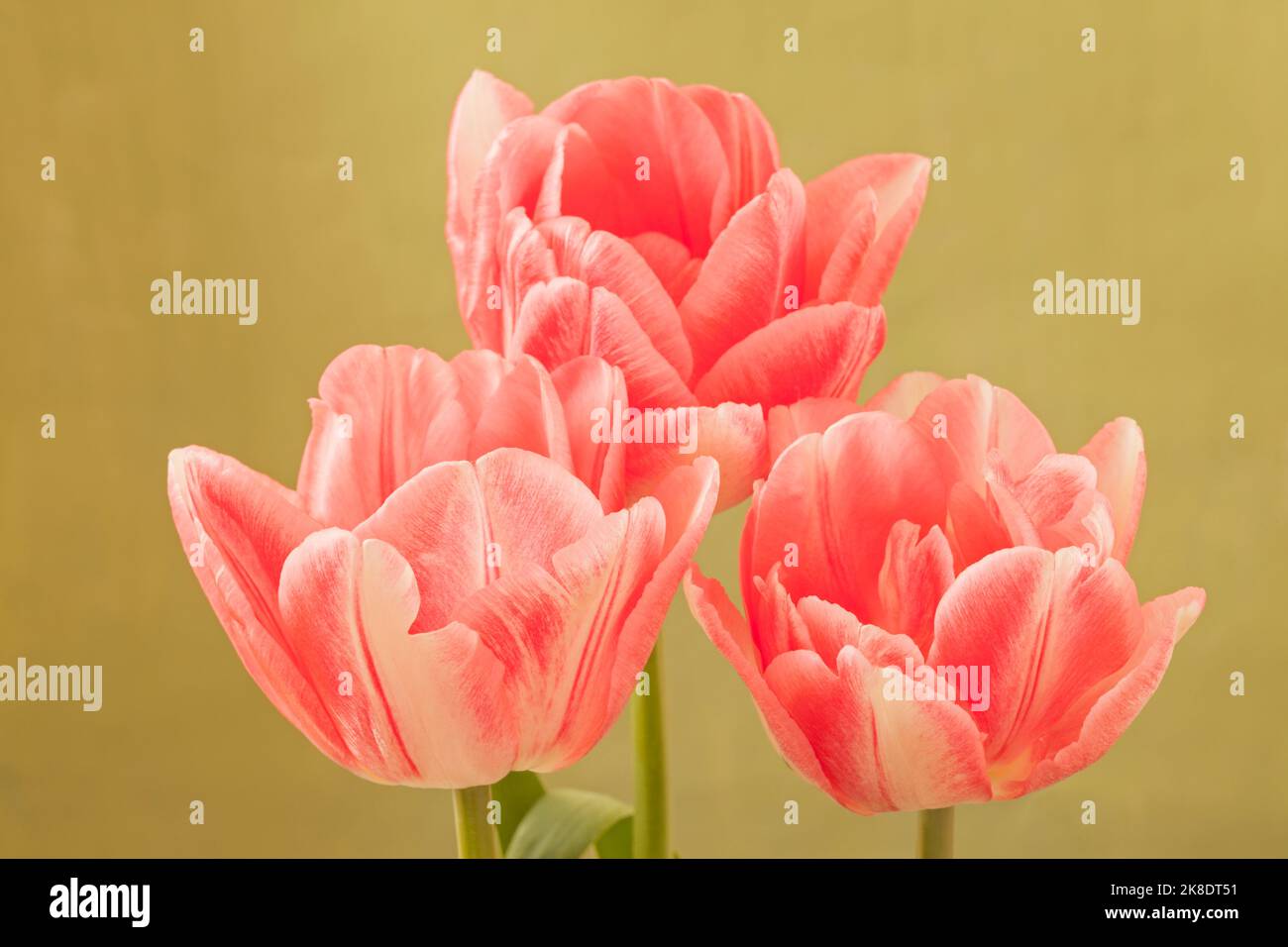 Tulipa 'Foxtrot', Rosa Doppeltulip Stockfoto