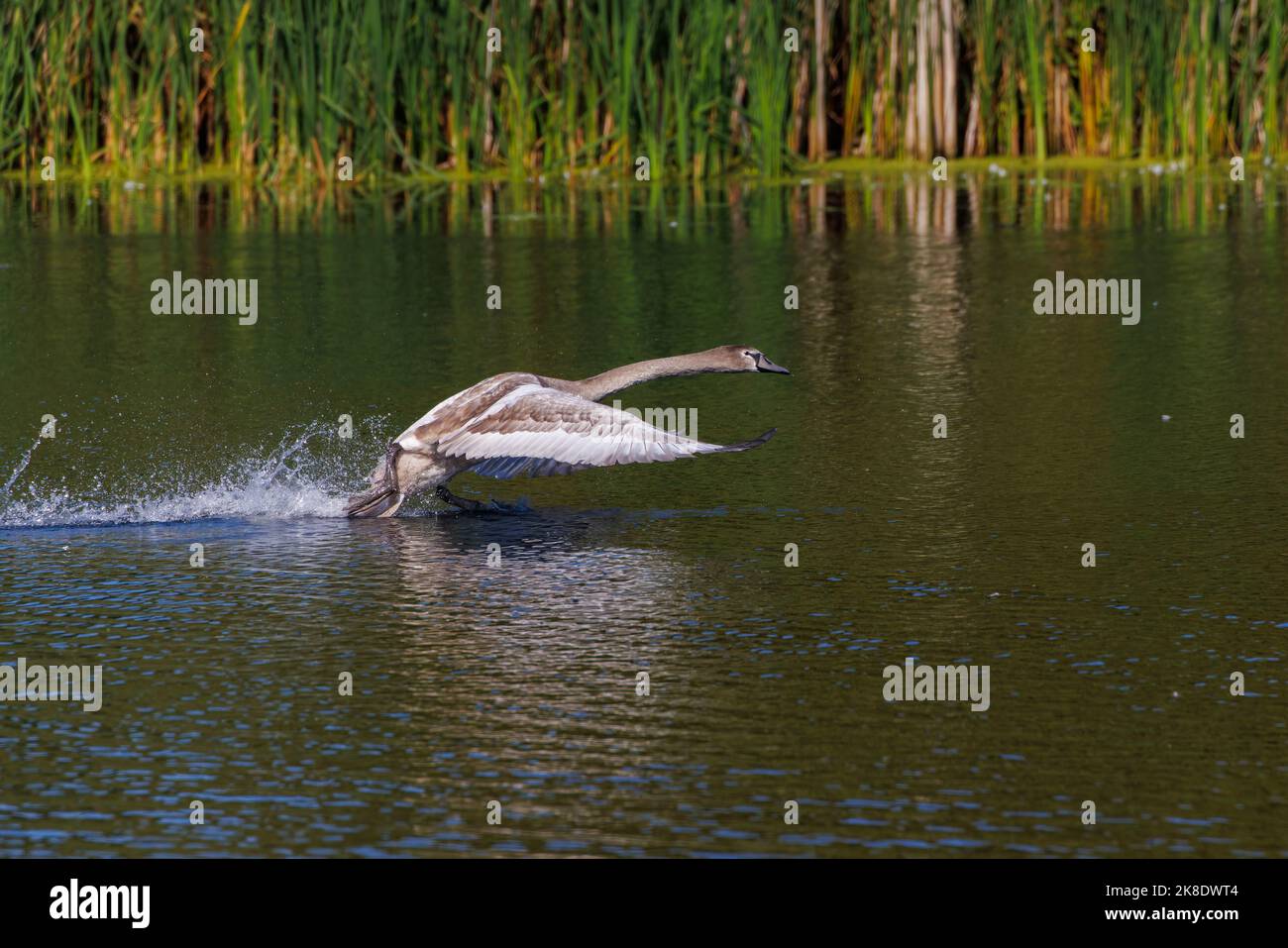 Juveniler Schwan, der in die Luft geht Stockfoto