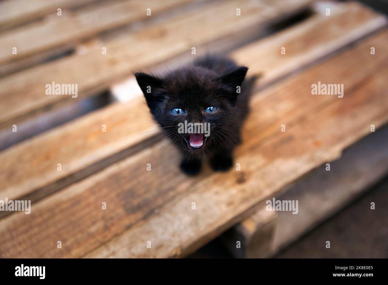 Schwarzes Kätzchen mit blauen Augen, Augenkontakt, streunend sitzt ängstlich auf einer Holzpalette und miaut, Marokko Stockfoto