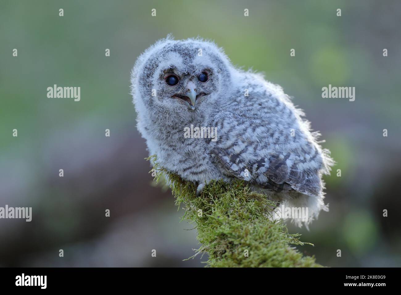 Waldkauz (Strix aluco), verzweigt auf mit Moos bewachsenem Totholz, Siegerland, Nordrhein-Westfalen, Deutschland Stockfoto