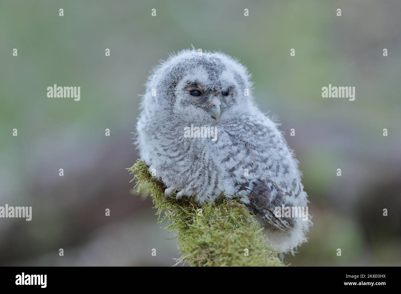 Waldkauz (Strix aluco), verzweigt auf mit Moos bewachsenem Totholz, Siegerland, Nordrhein-Westfalen, Deutschland Stockfoto