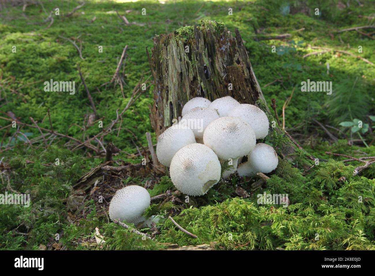 Pilze, birnenförmiger Kugelkopf (Apioperdon pyriforme), der auf alten Baumstümpfen wächst, Allgäu, Bayern, Deutschland Stockfoto