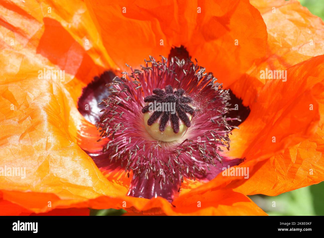 Orientalische Mohnkapsel (Papaver orientale) und Pollengefäße, Allgäu, Bayern, Deutschland Stockfoto