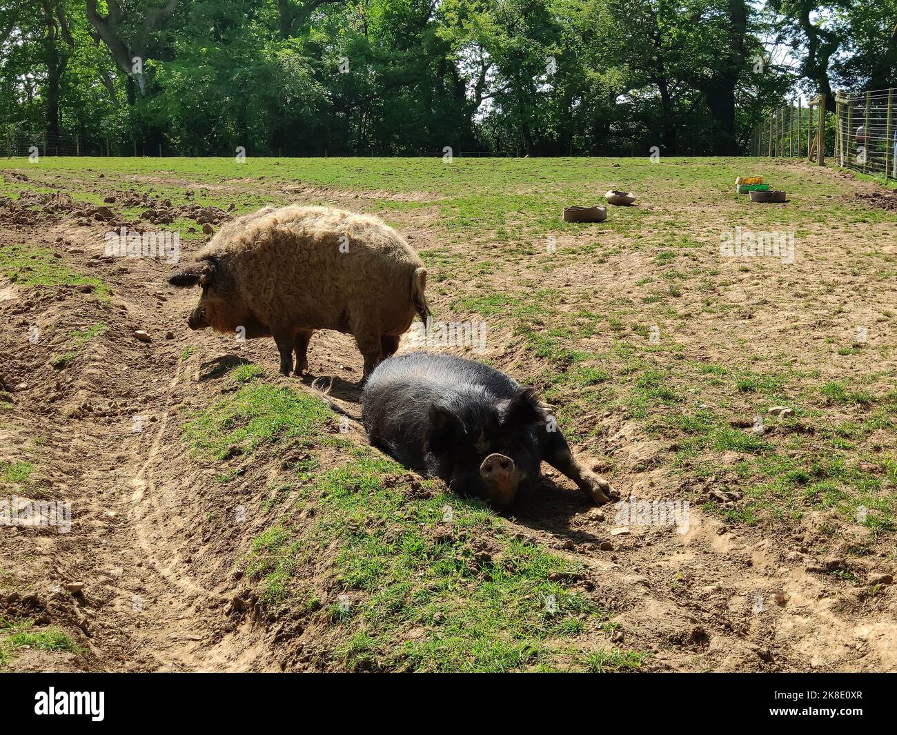 Glückliche Schweine, Wales, Großbritannien Stockfoto