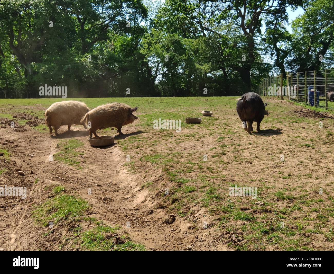 Glückliche Schweine, Wales, Großbritannien Stockfoto