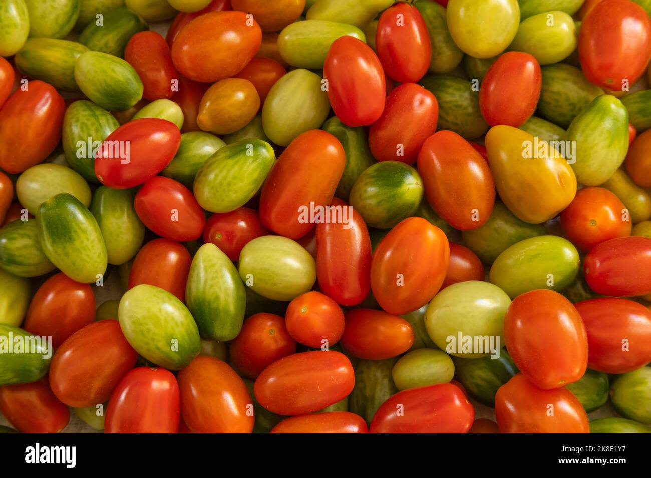 Tomate (Solanum lycopersicum) reifendes Obst verschiedener Farben in einer Gruppe, Suffolk, England, Vereinigtes Königreich Stockfoto