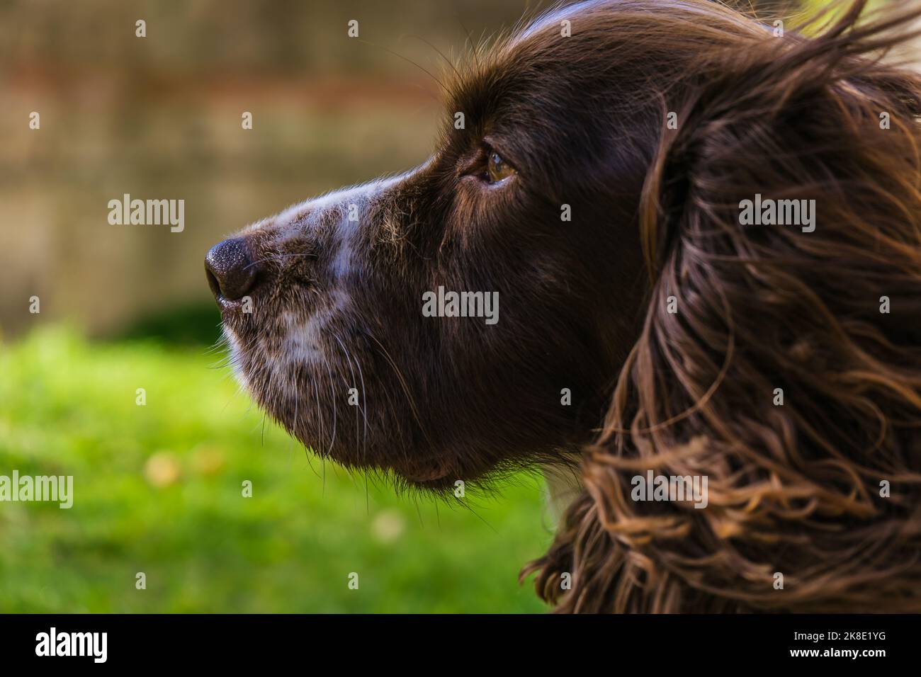 Brown and White Cocker Spaniel schaut aufmerksam auf etwas in der Ferne. Stockfoto