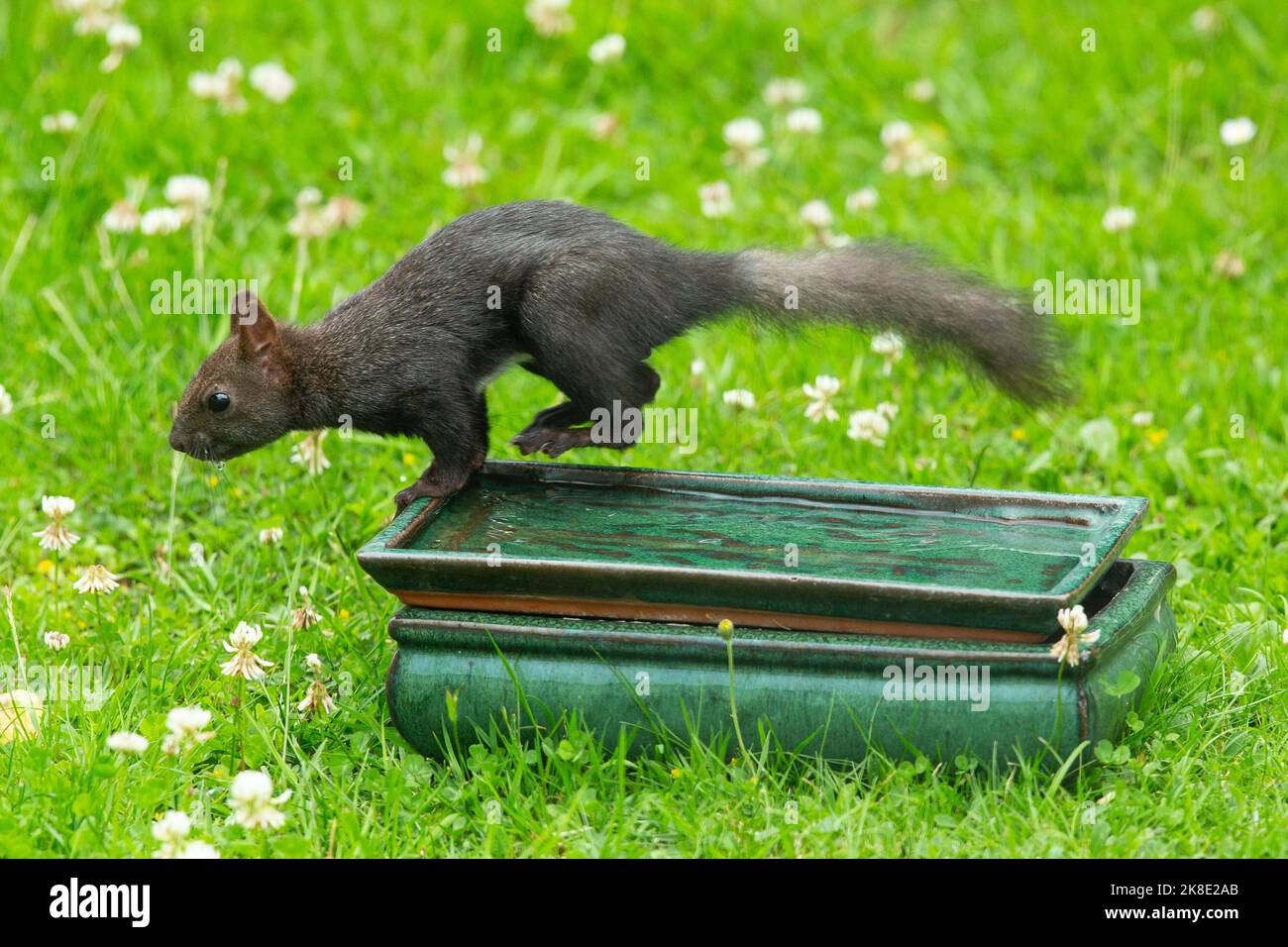 Eichhörnchen springt auf den Tisch mit Wasser im grünen Gras und weißen Blumen links suchen Stockfoto