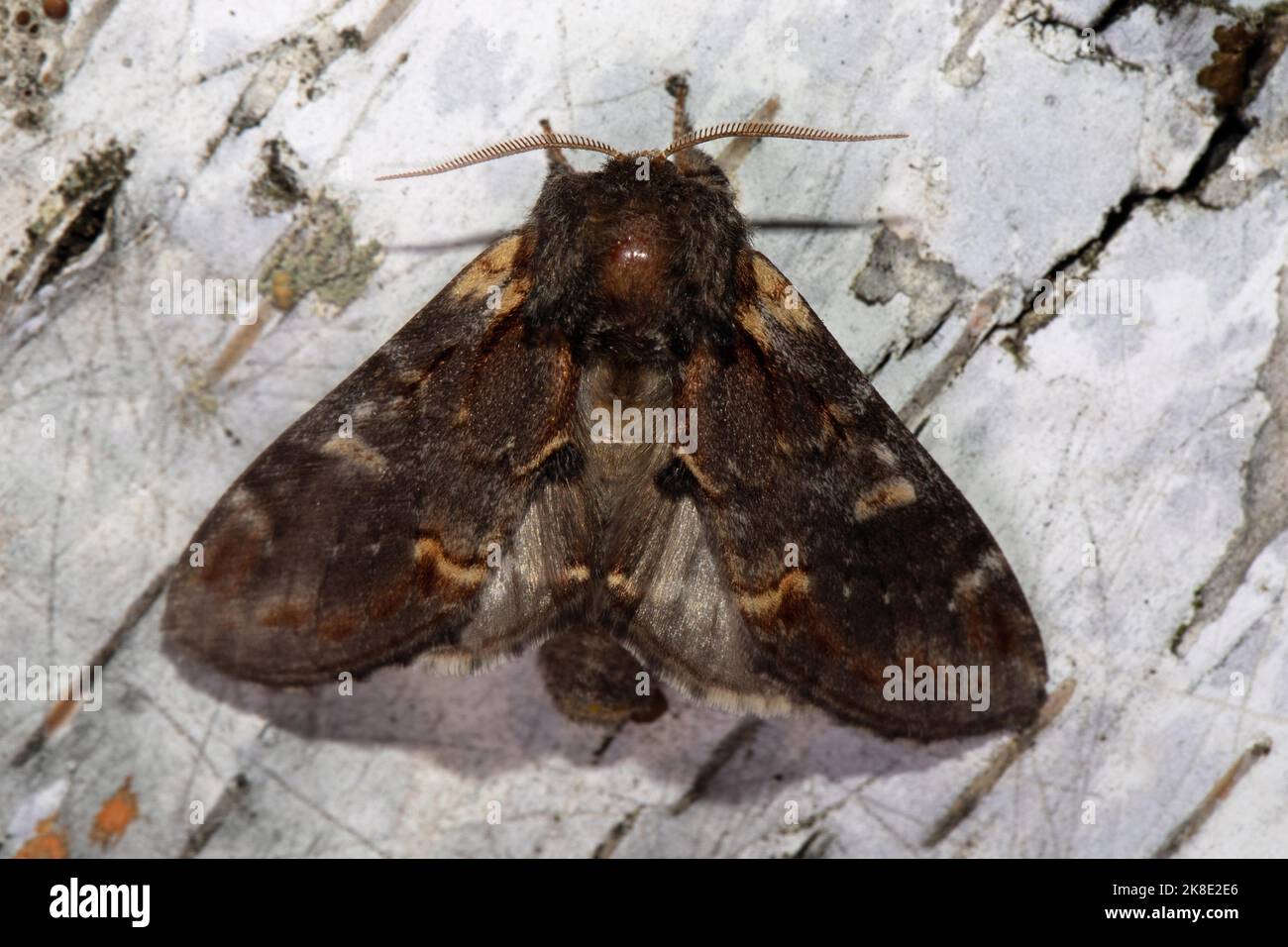 Dromedarschmetterling mit offenen Flügeln, der von hinten auf dem Baumstamm sitzt Stockfoto