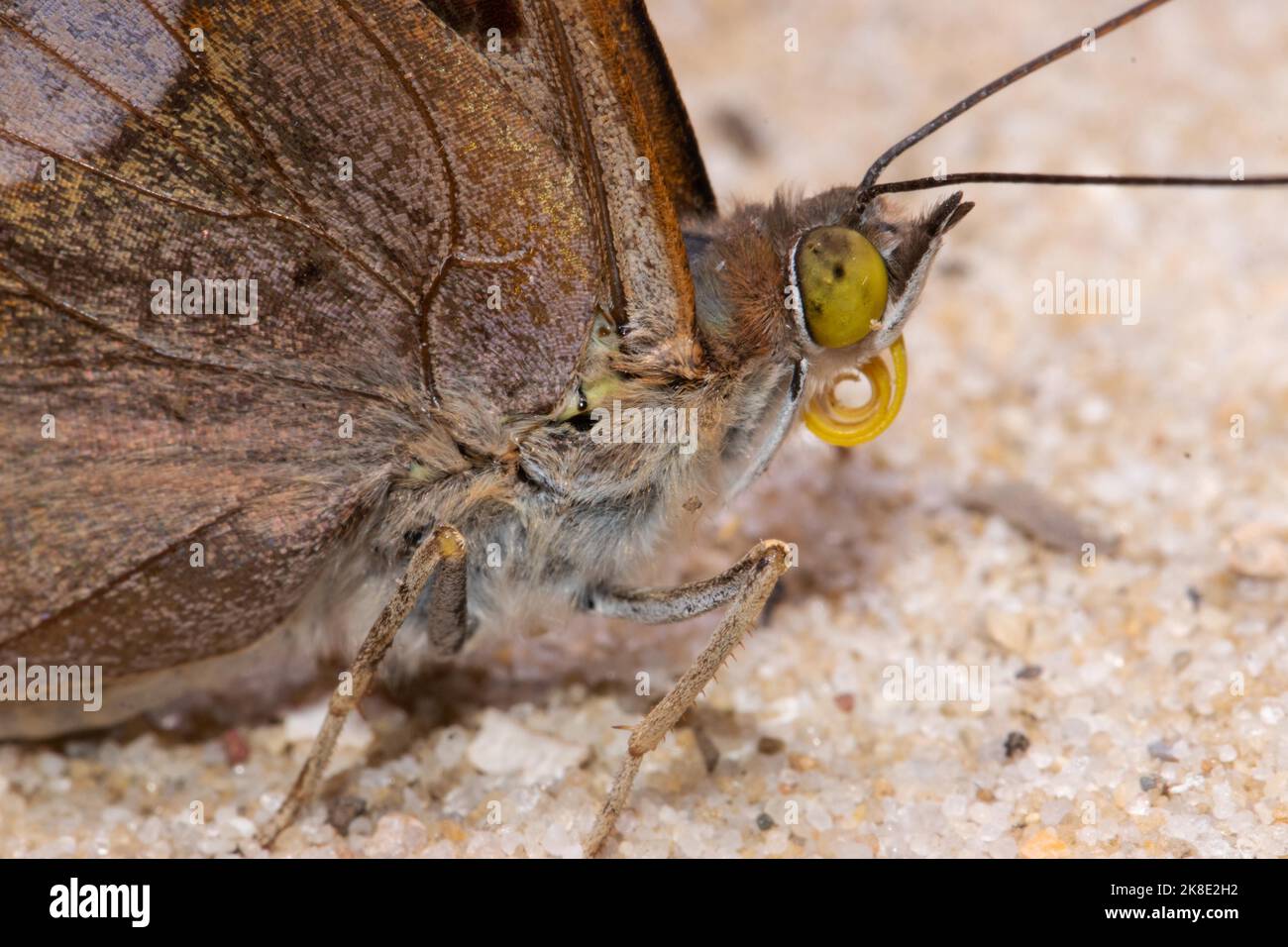 Kleines Schiller Schmetterlingskopfportrait mit gewellten Proboscis, die nach rechts schauen Stockfoto