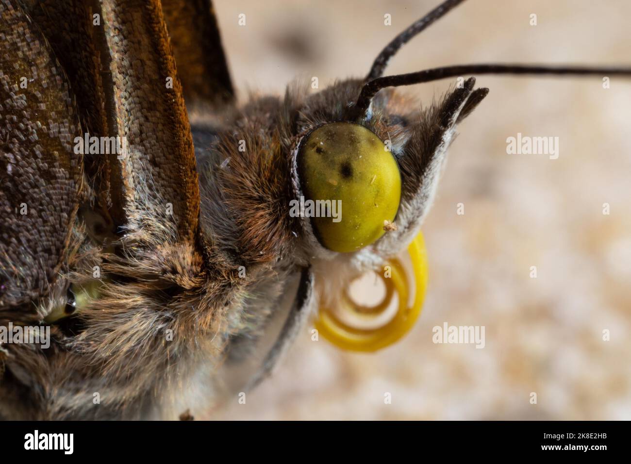 Kleines Schiller Schmetterlingskopfportrait mit gewellten Proboscis, die nach rechts schauen Stockfoto
