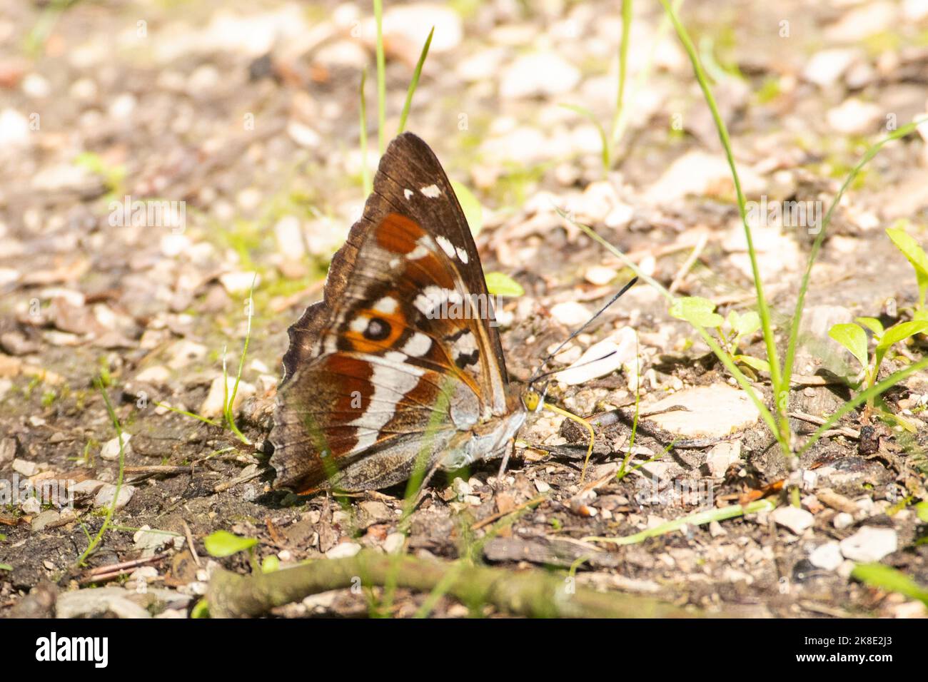 Großer Schiller Schmetterling Schmetterling mit offenen Flügeln sitzen auf dem Boden saugen rechts sehen Stockfoto