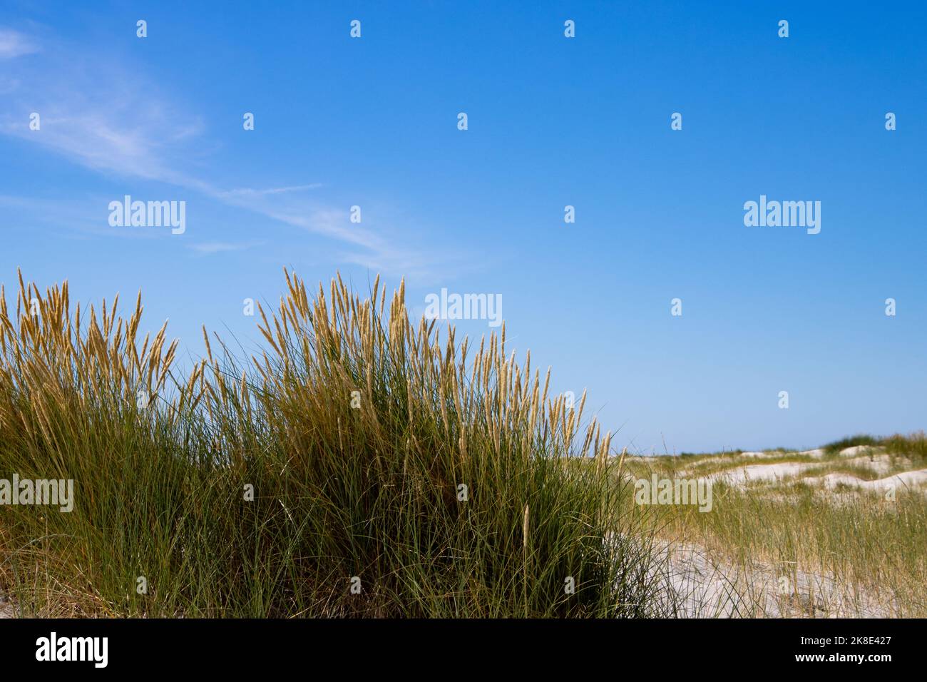 Nahaufnahme des Strandes oder des Marrammgrases, auch Ammophila arenaria oder Strandhafer genannt Stockfoto