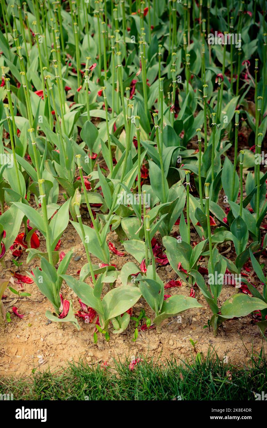 Grüne Pflanzen als Natur Hintergrund Textur Stockfoto