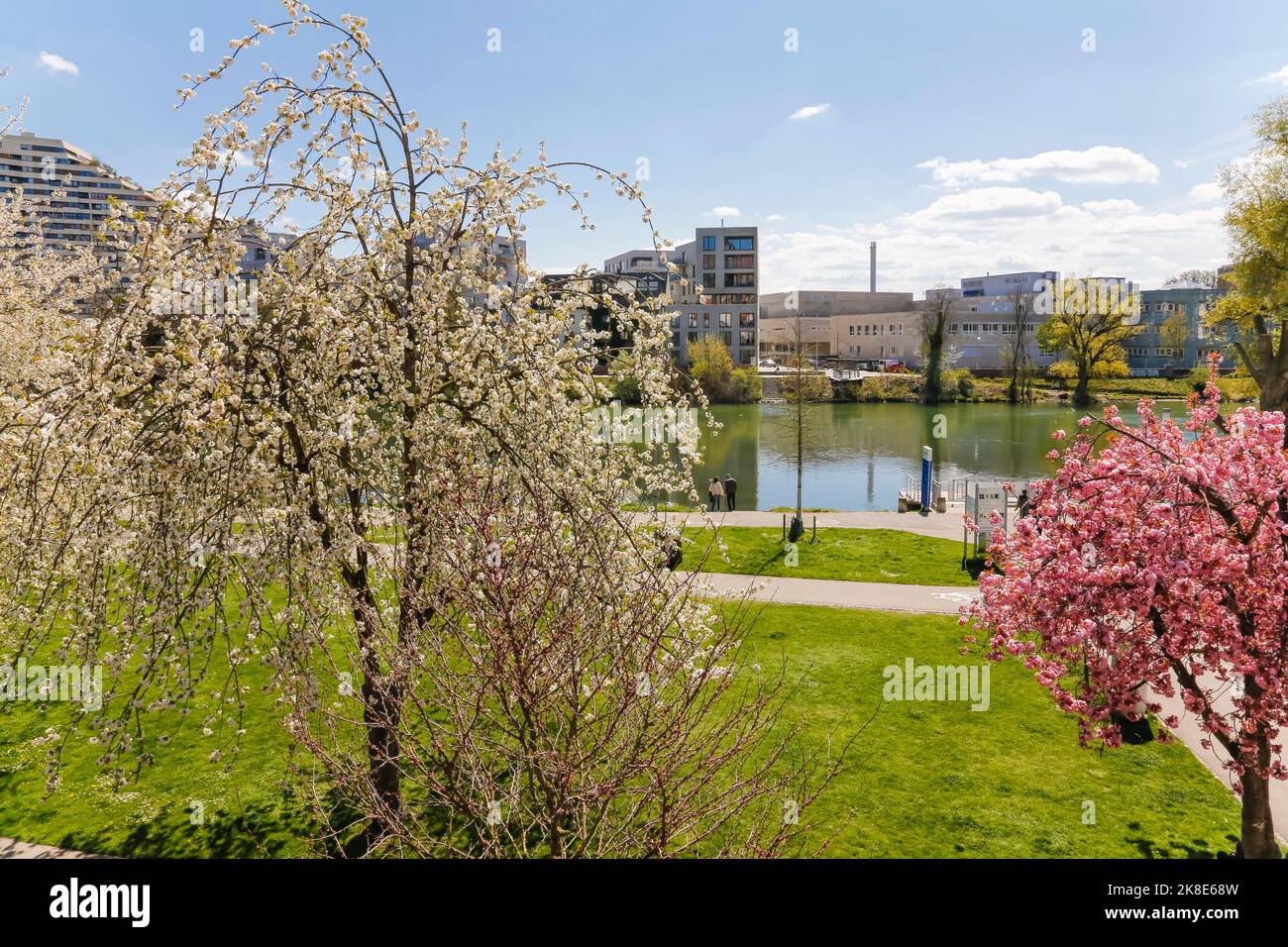 Blühende Bäume an der Donau, Frühlingsblumen, Wege, Blick auf Neu-Ulm, Wolkenkratzer, Gebäude, Ulm, Baden-Württemberg, Deutschland Stockfoto