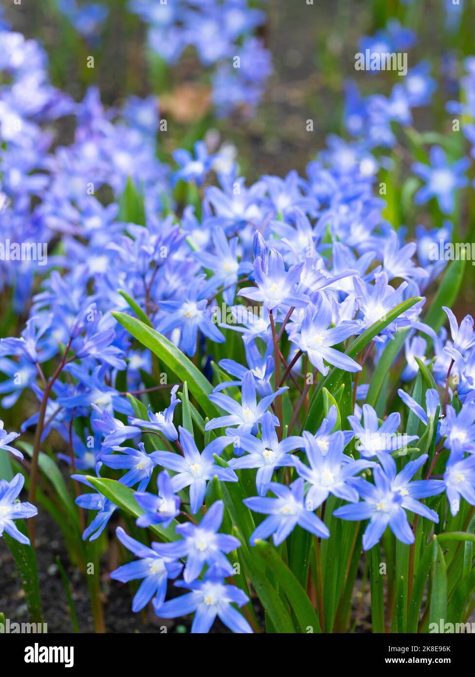 Scilla siberica „Siberian Squill“ Stockfoto