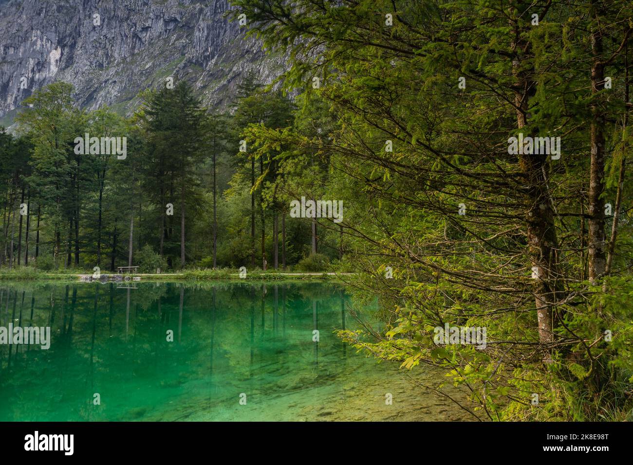 Baum am Ufer und grünes Wasser des Bluntausee-Sees im Salzbuger Land, Österreich, Österreich Stockfoto