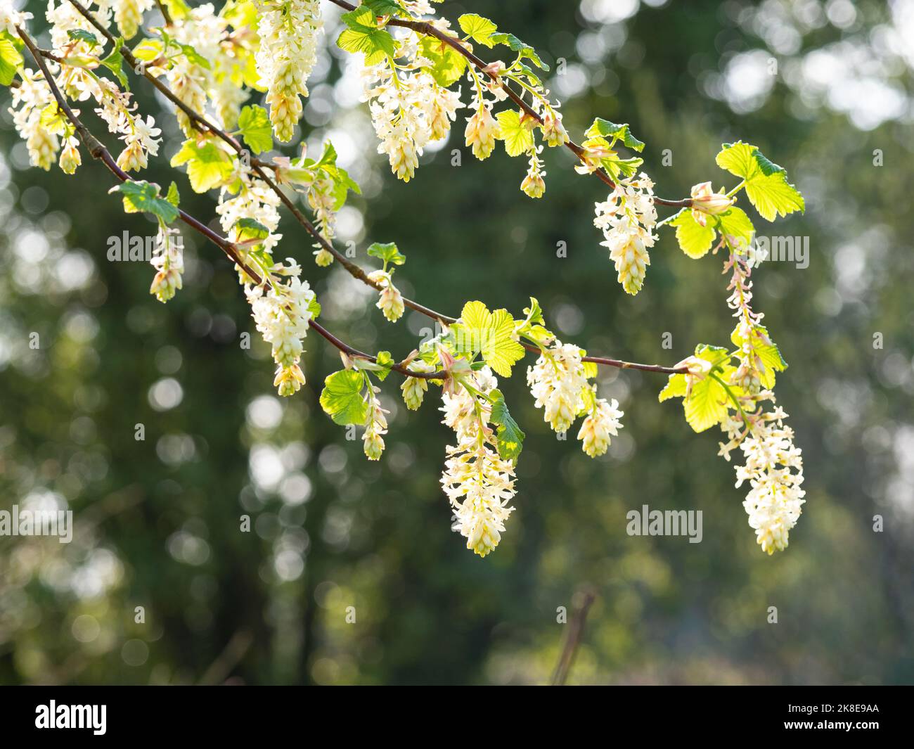 Ribes sanguineum 'Tydeman's White', blühende Johannisbeere Stockfoto