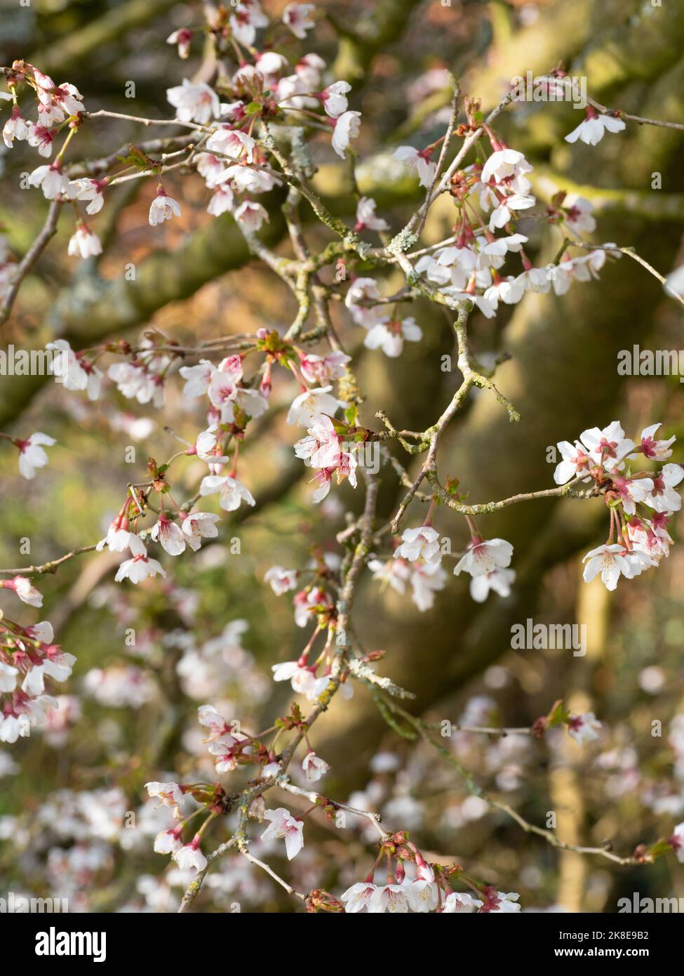 Prunus Incisa 'Kojo-No-Mai' Stockfoto