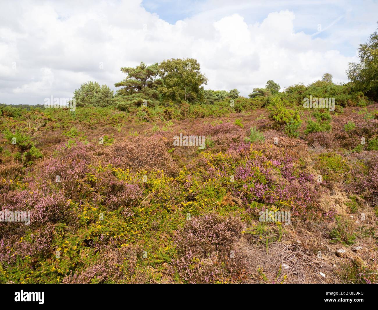 Südliche Holzameise, Formica rufa, Dorset; Purbeck Stockfoto