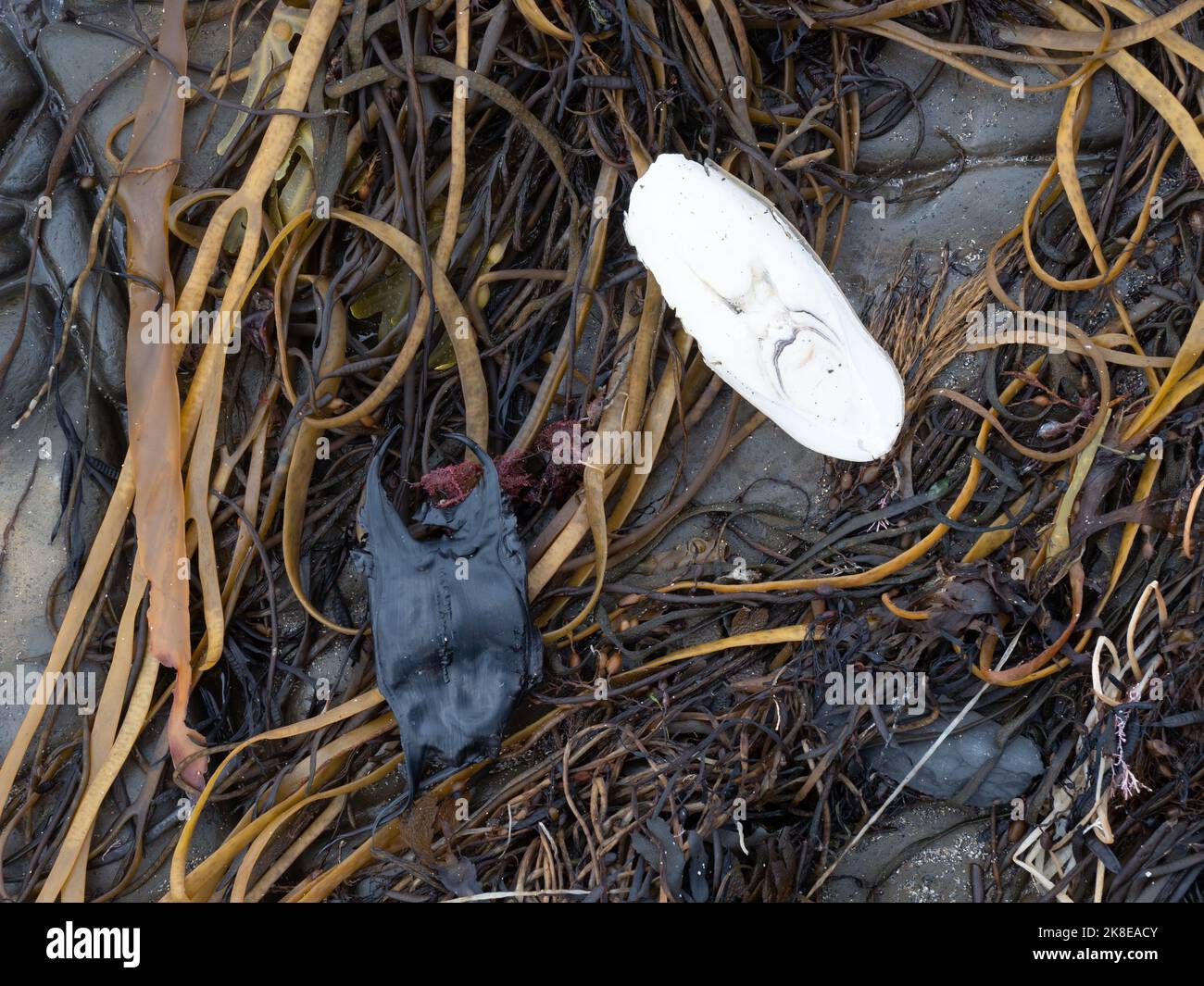 Tintenfischknochen und Dogfish Egg Sack auf der tideline Kimmeridge Bay, dorset Stockfoto