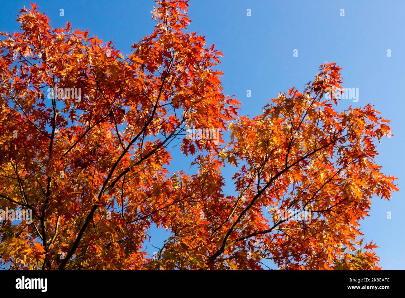 Nadeleiche Herbst, Quercus palustris Nadeleiche bunt, Laub, Sumpfeiche Herbst Stockfoto