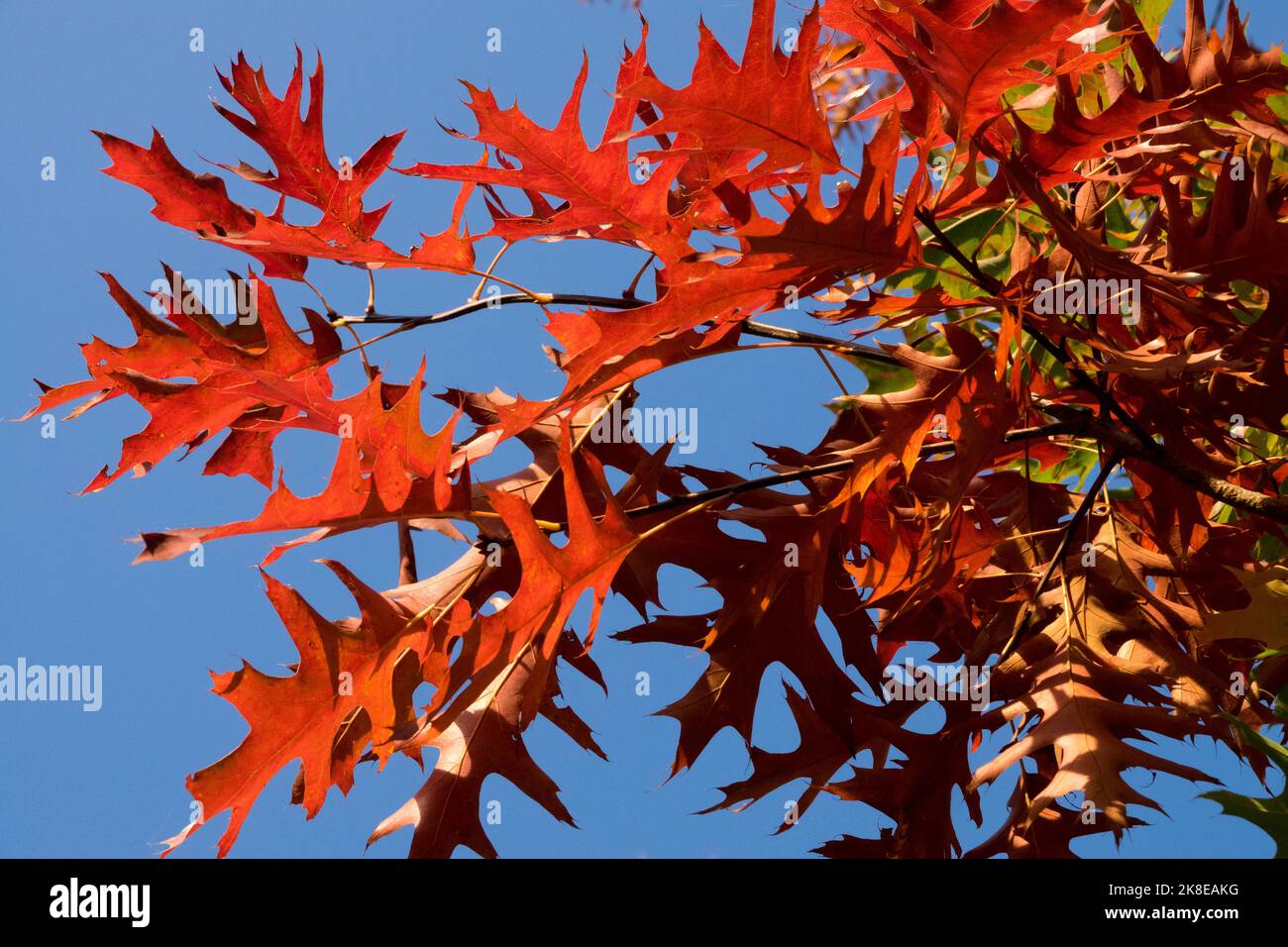 Quercus palustris Red Leaves Oak, Sumpfeiche, Pin Oak, Quercus palustris, Herbst, Zweige, Baumquercus hinterlässt Eichenblätter Laub Stockfoto