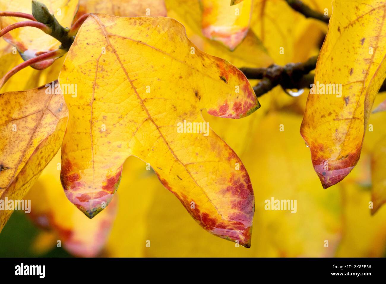 Gelbes Herbstblatt, Sassafras albidum, Teebaum, Gelbe Blätter, Nahaufnahme Stockfoto