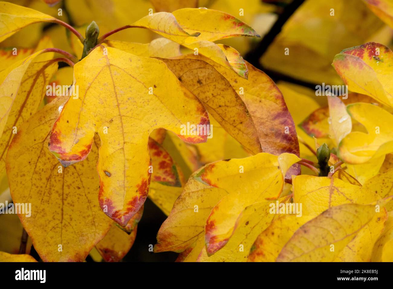 Laub, Blätter, Sassafras albidum, Jahreszeit, Teebaum, Farben, Zimtholz, Blattgelb im Herbst Stockfoto