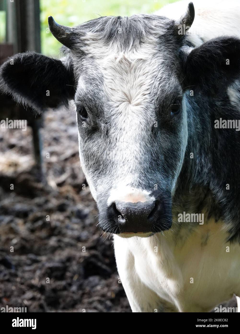 Porträt einer jungen grau-weißen Kuh mit Hörnern. Die Rasse könnte belgisches Blau sein Stockfoto Porträt einer jungen grau-weißen Kuh mit Hörnern. Die Rasse könnte belgisches Blau sein Stockfoto