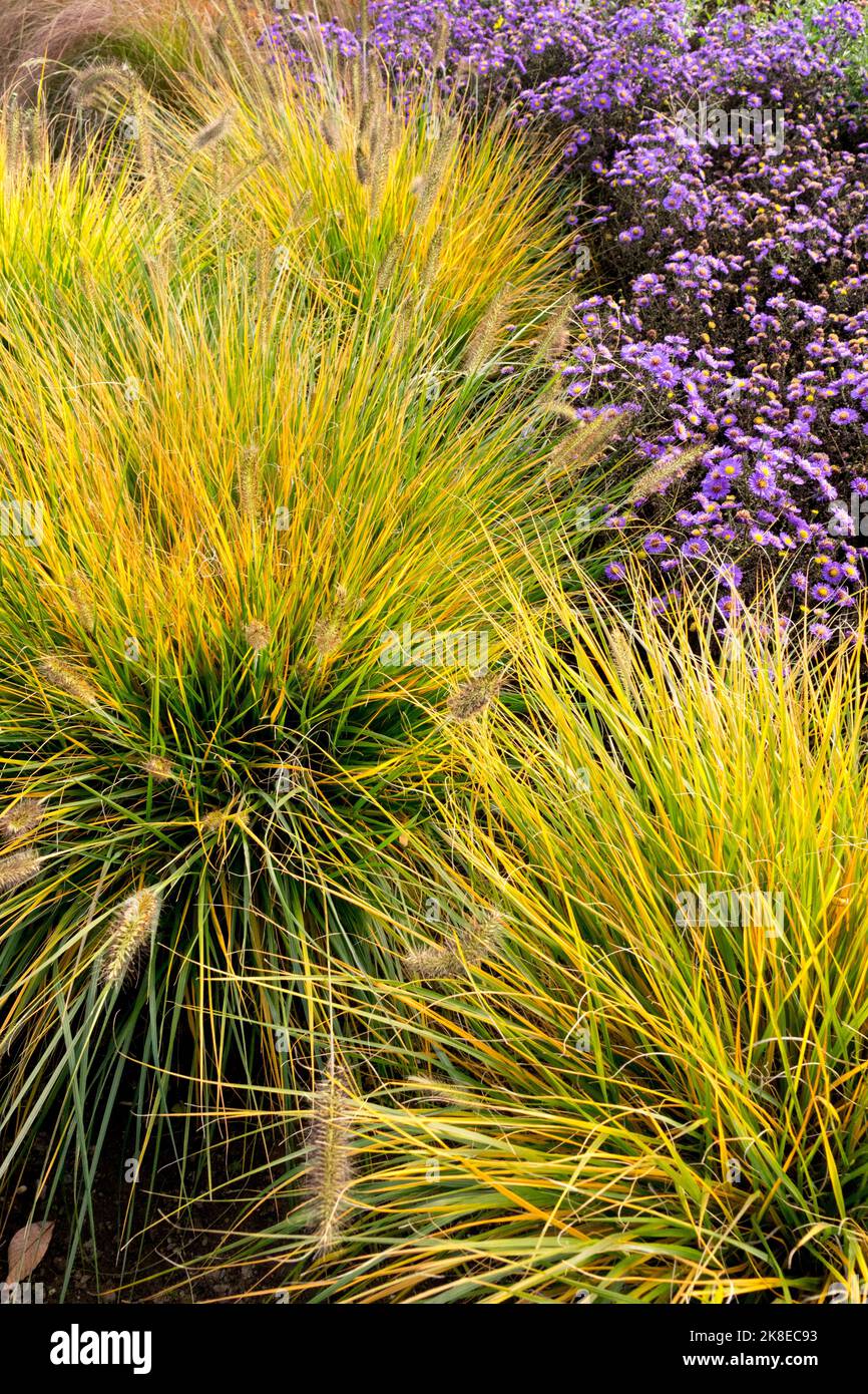 Herbst Pennisetum Alopecuroides Brunnen Gras, Garten Pennisetum Herbst